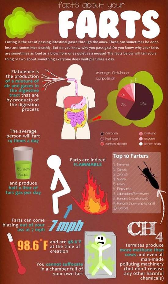 Facts About Your Farts Health Blog Centre Info 
