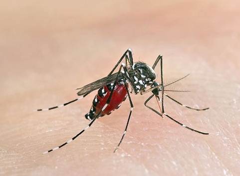 asian-tiger-mosquito-blood