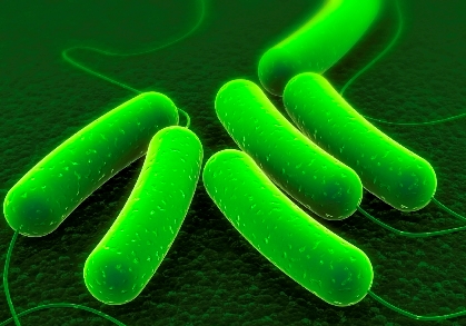 E.coli-Th1