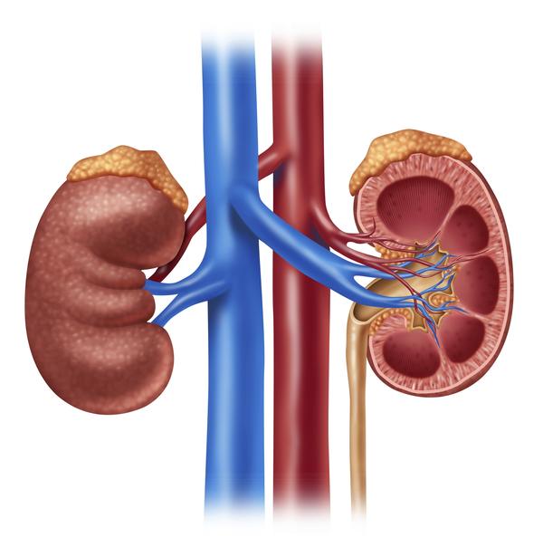 kidney