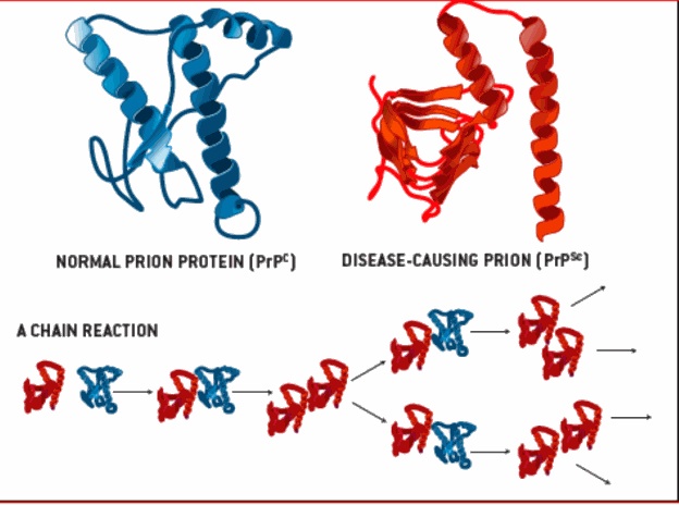 prions yuck