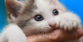 CDC warning about cat scratch disease CDC warning about cat scratch disease