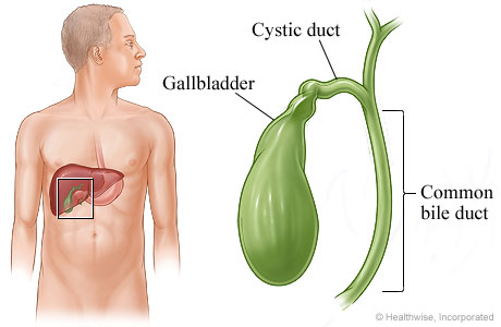 gallbladder