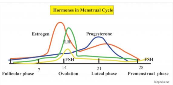 Estrogen Dominance Chart