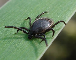 ticks spread red meat allergy