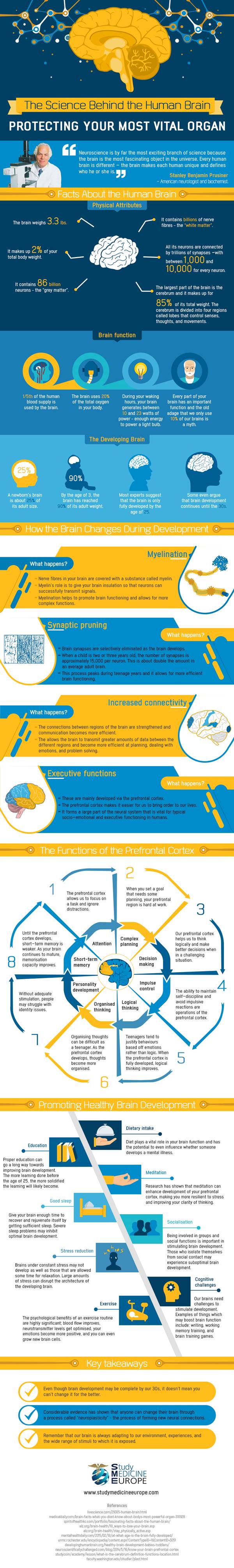 The Science Behind the Human Brain - Health Blog Centre Info